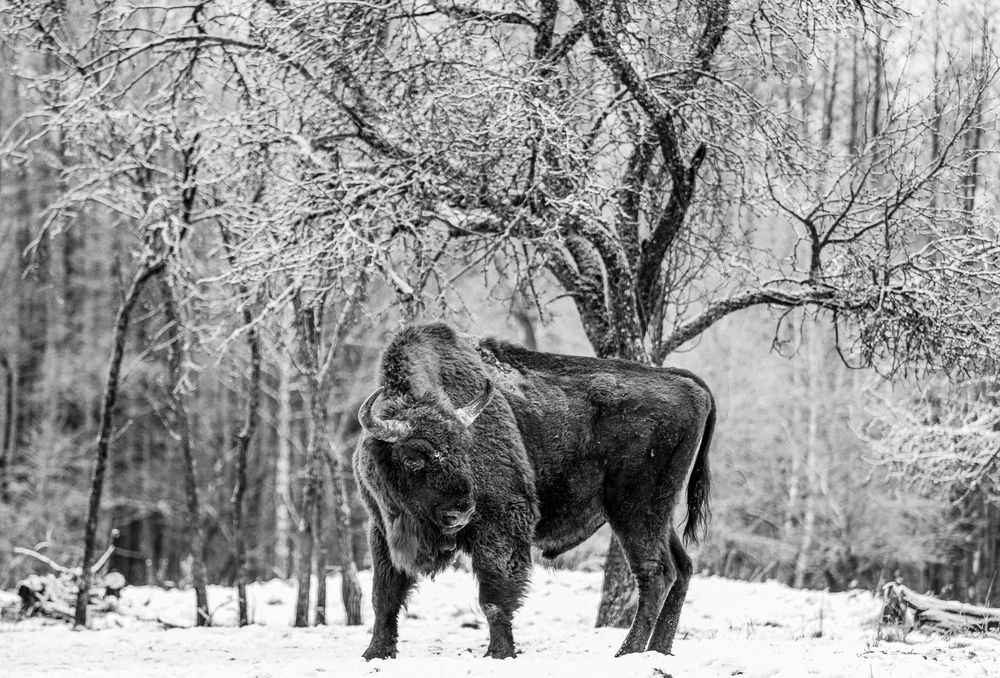 Photograph by Светлана Солдатченкова