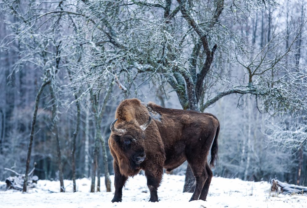 Photograph by Светлана Солдатченкова