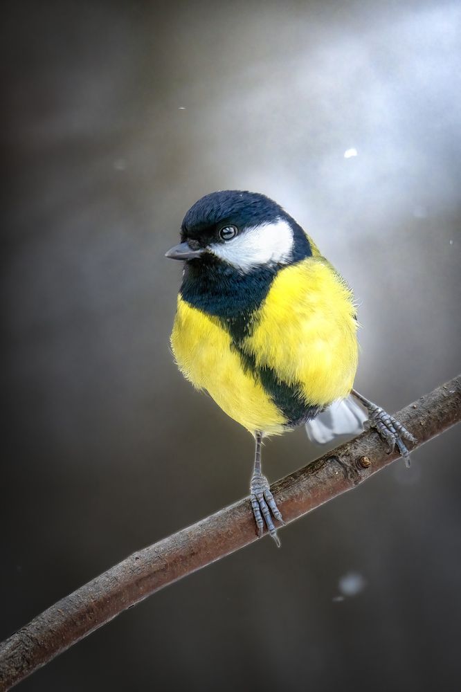 Photograph by Aleksandr Solovev