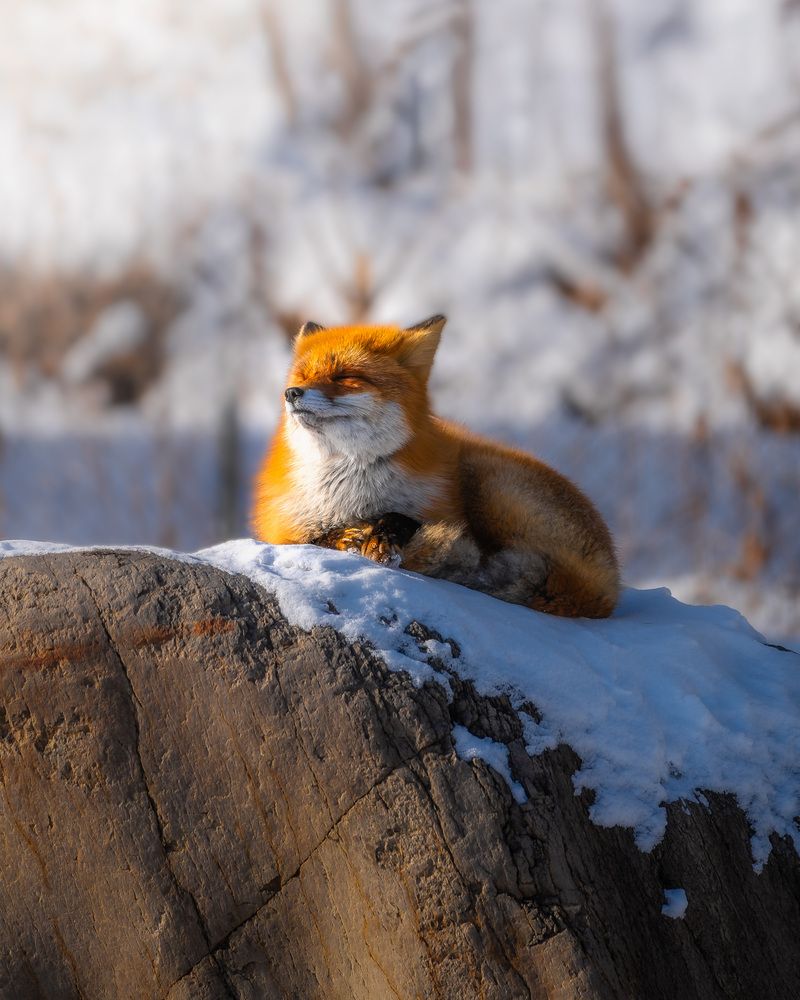 Life of the Kitsune: The Ezo Red Fox of Hokkaido