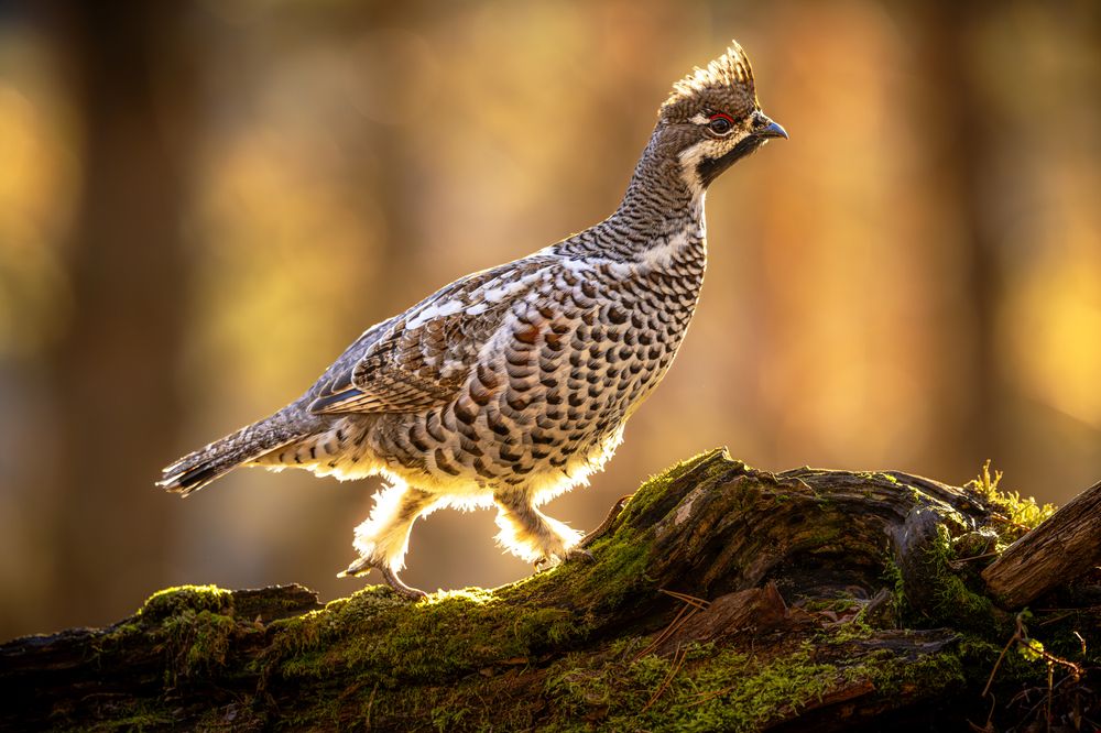 Солнечный рябчик