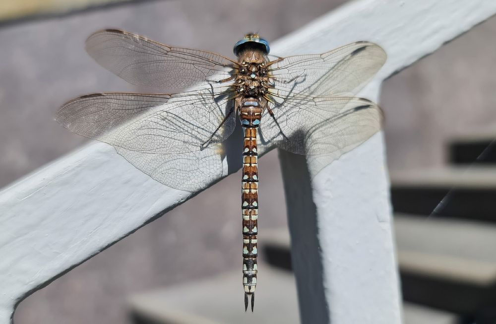 Photograph by Natasha Kim