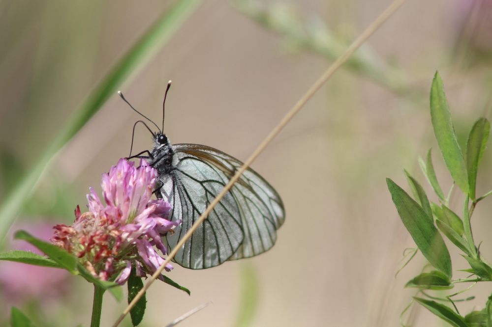 Photograph by Natasha Kim