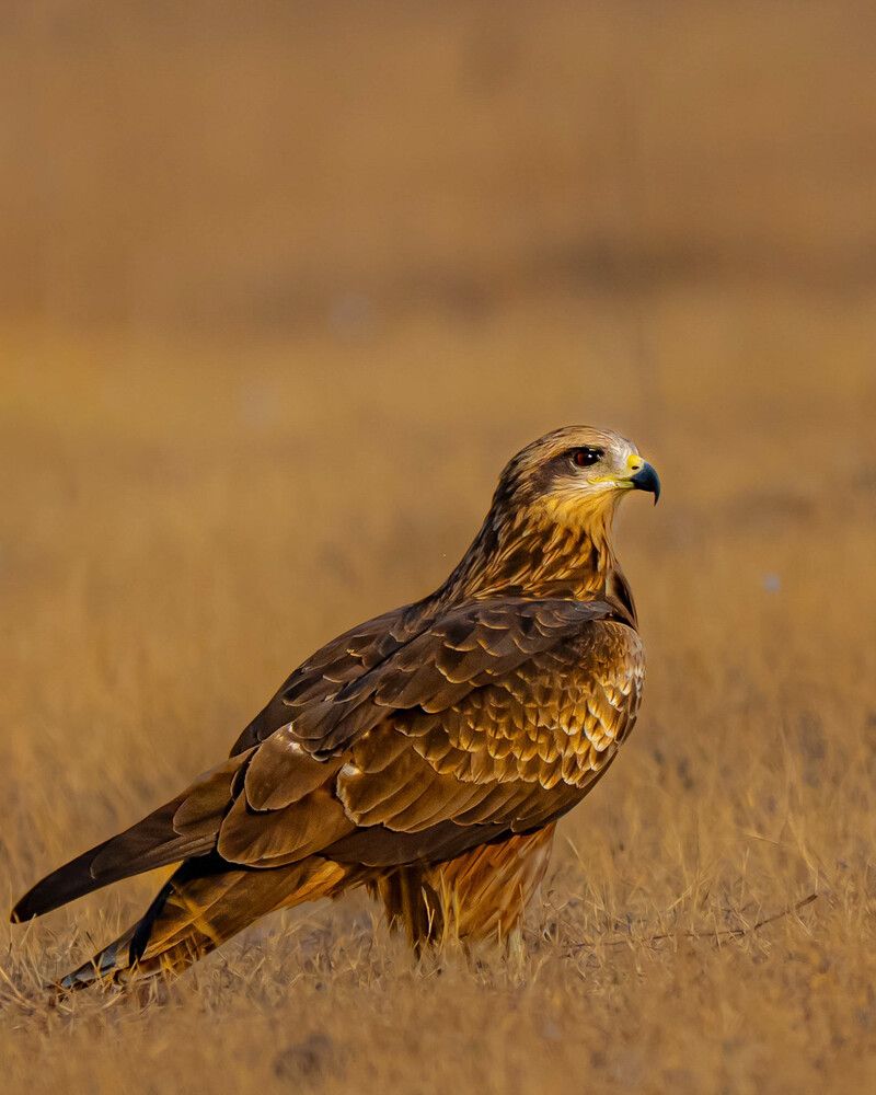 The Gaze of a Hunter