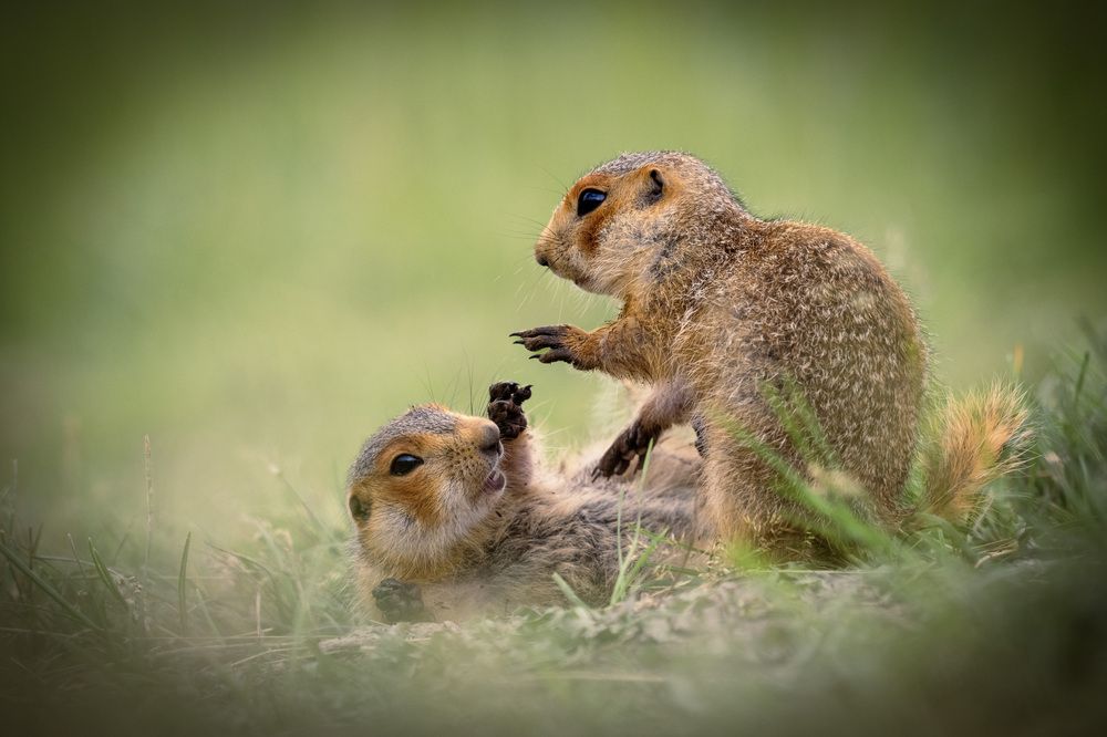 Лежачих не бьем.