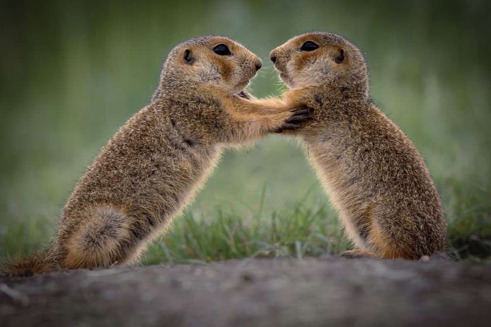 Борцы вольного стиля в возрасте до 1 месяца.