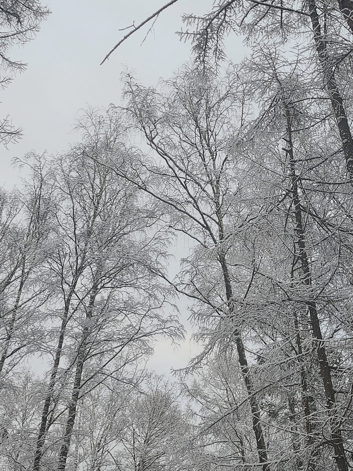 Белый снег, серый лед...