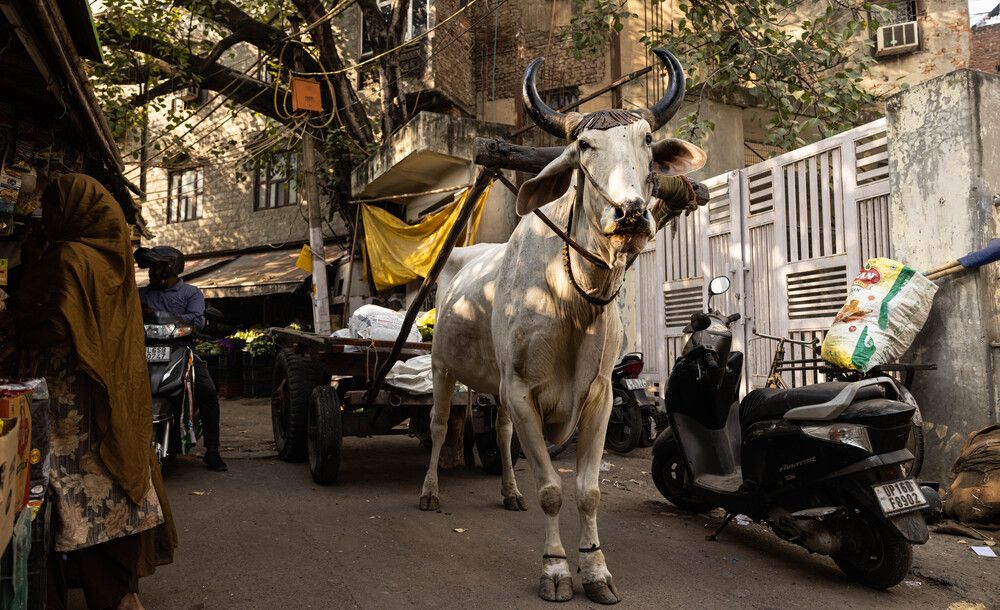 Photograph by Алексей Солоухин