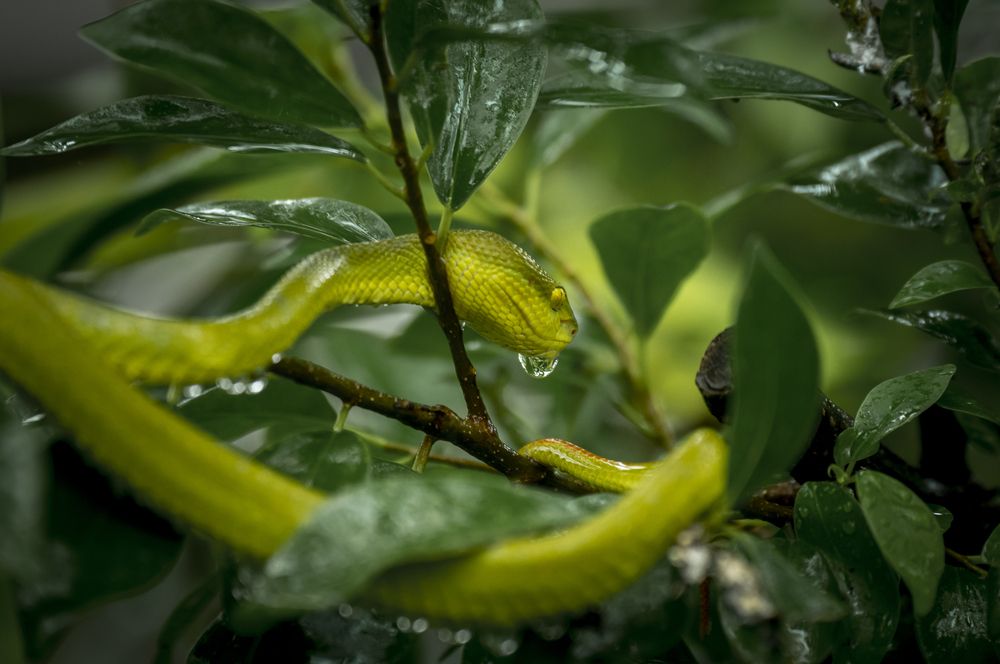 Белогубая куфия (лат. Trimeresurus albolabris)