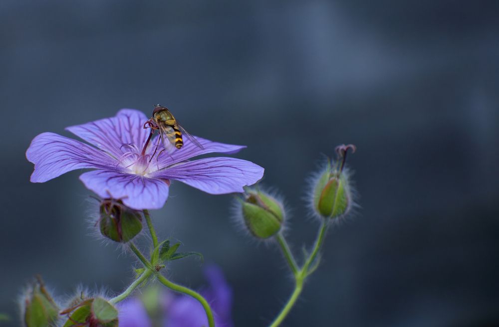 Фотография автора Ekaterina Palant