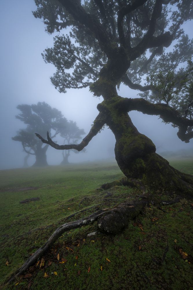 The Guardian’s Embrace