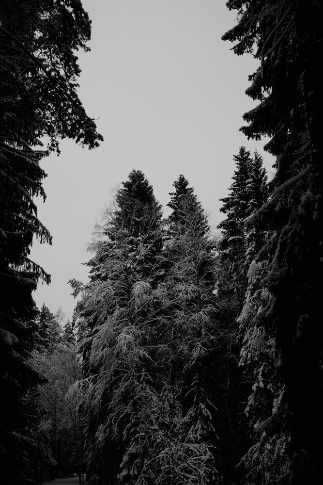 Photo #11889685