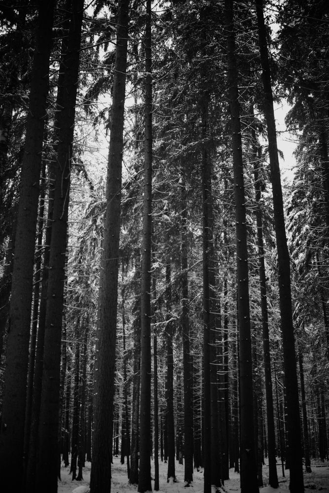 Photo #11889692