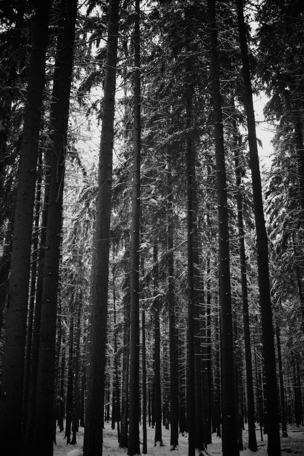 Photo #11889692