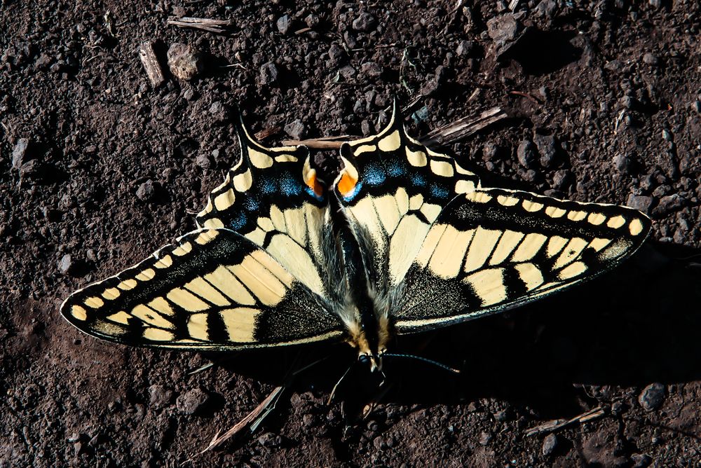 Photograph by Евгения Сенченко