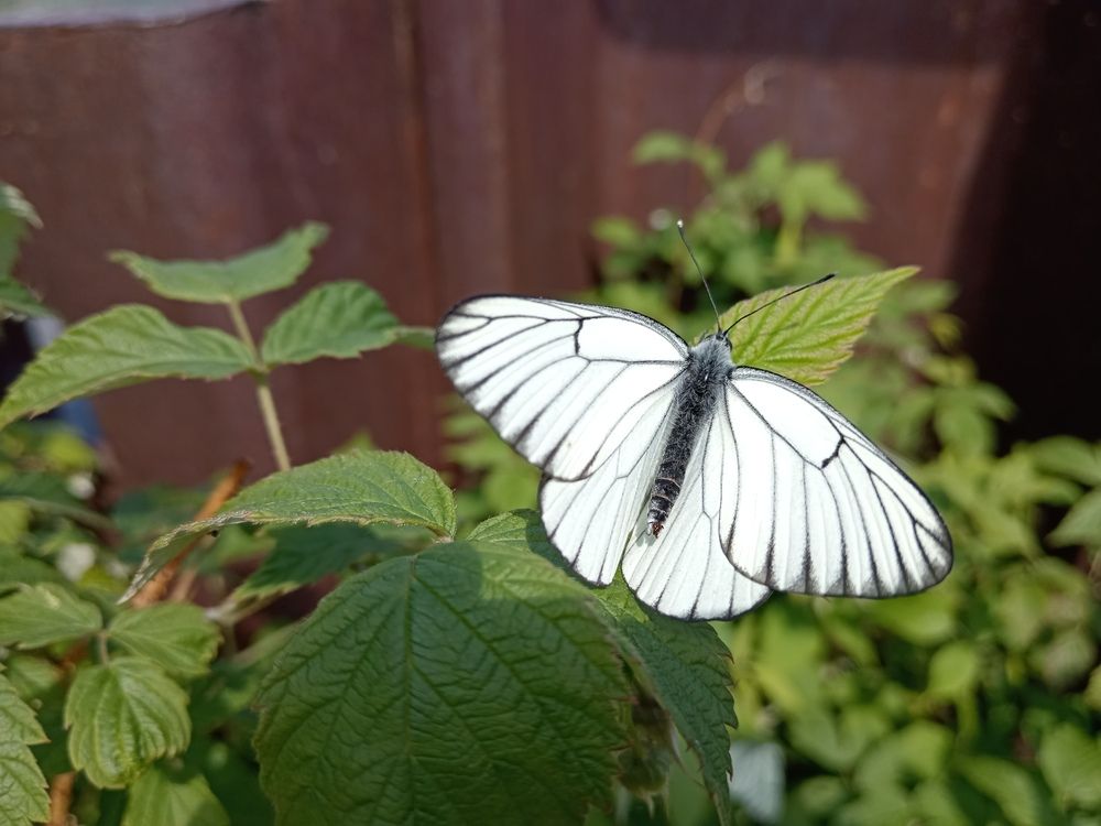 Photograph by Юлиана Иванова