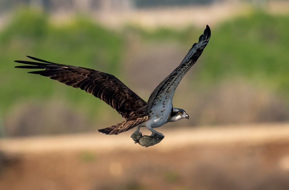 Фотография автора Mohammed sajd Abo ganem