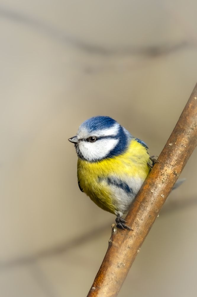 Синицы и воробей