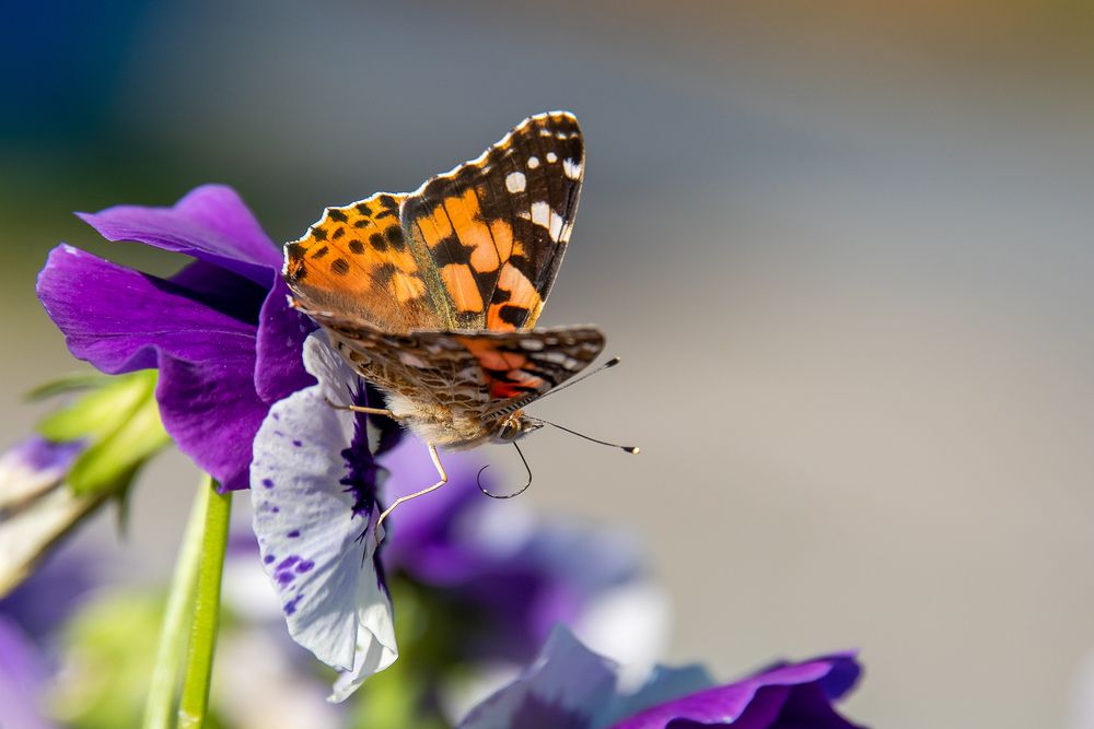 Photograph by Кадырова Марина