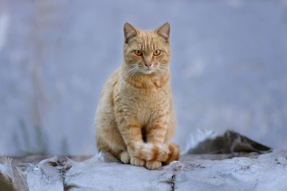 Photograph by Александр Канцур