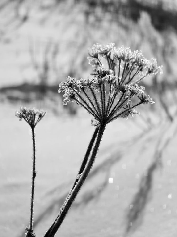 Photograph by Нина Кольман