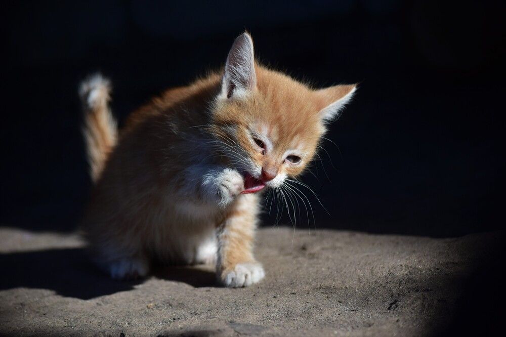 Photograph by Лариса Стрекулева