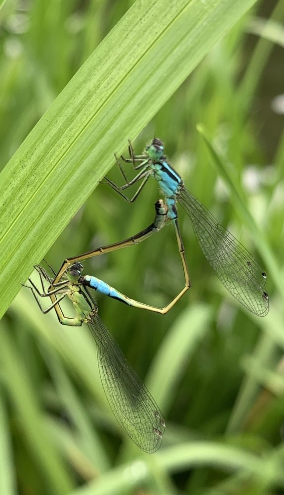 Тонкохвост изящный