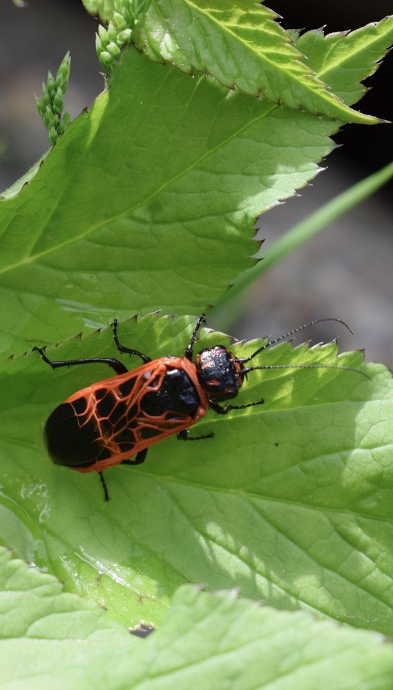 Ценолида сетчатая