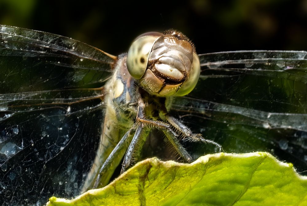 Photograph by Sabet Vahid