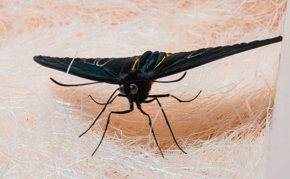 Photograph by Аркадий