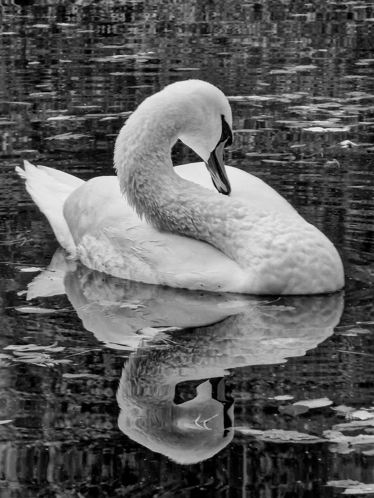 Photograph by Лариса Когтева