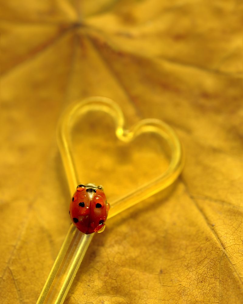 В поисках счастья