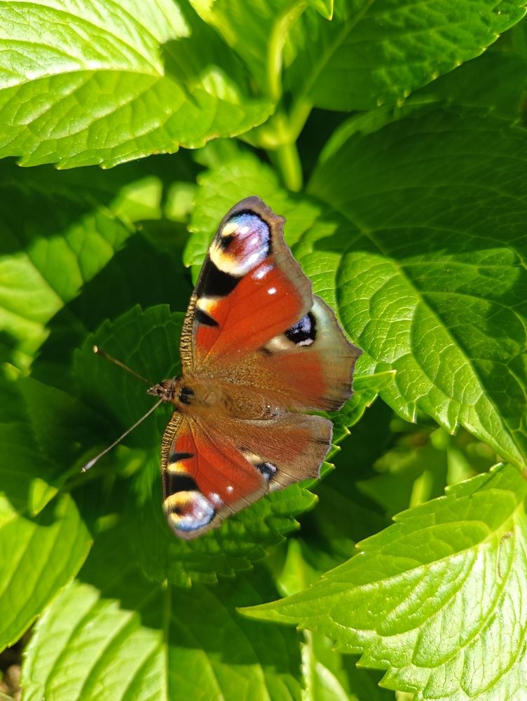 Фотография автора Елена Александрова