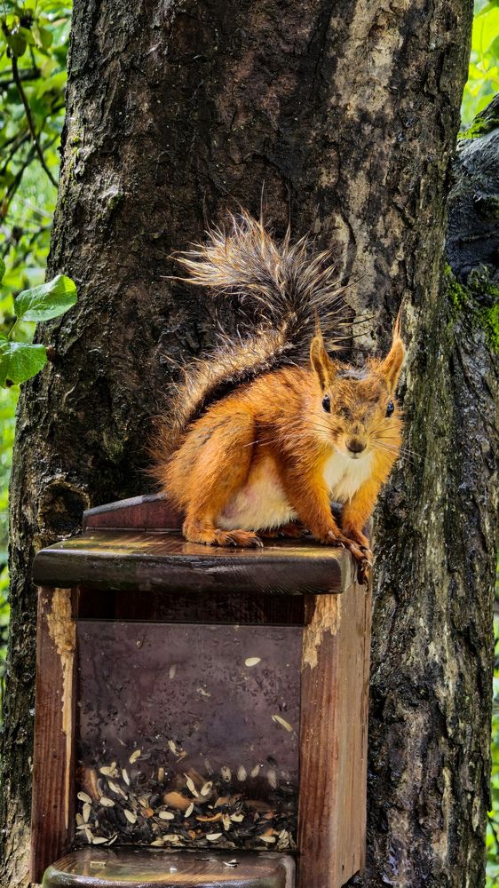 Любопытная белка