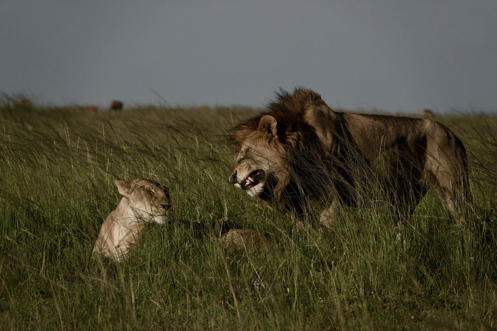 Photograph by Saee Risbood