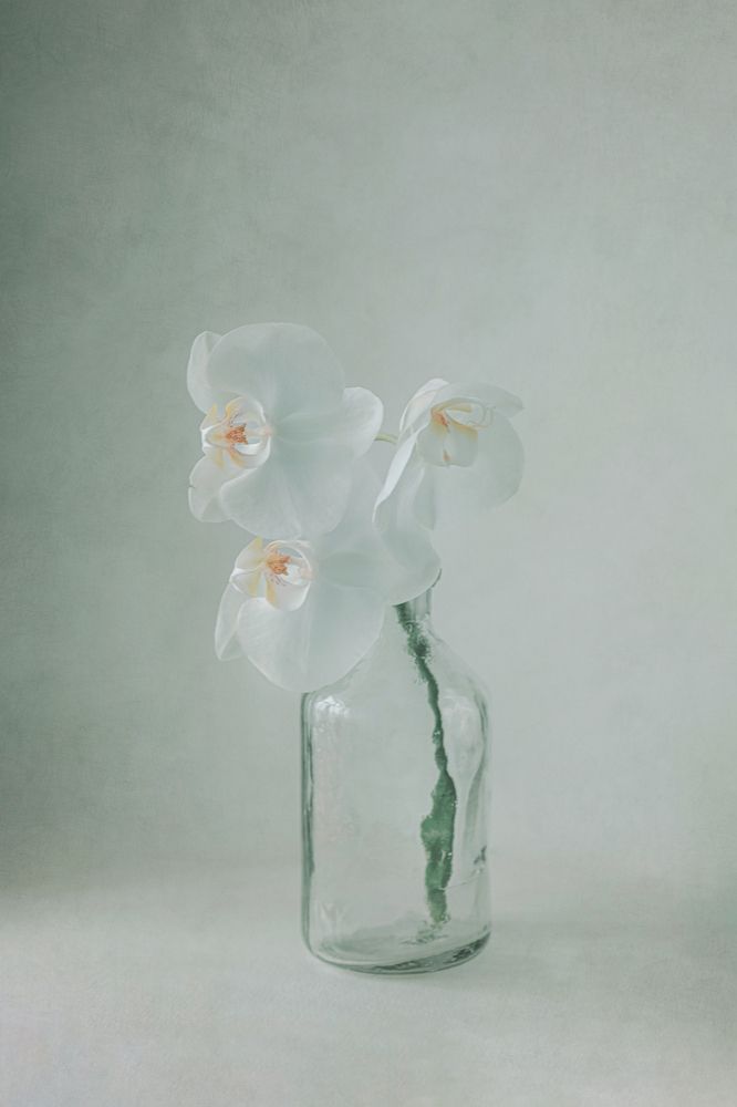 Photograph by Давыдова Алла