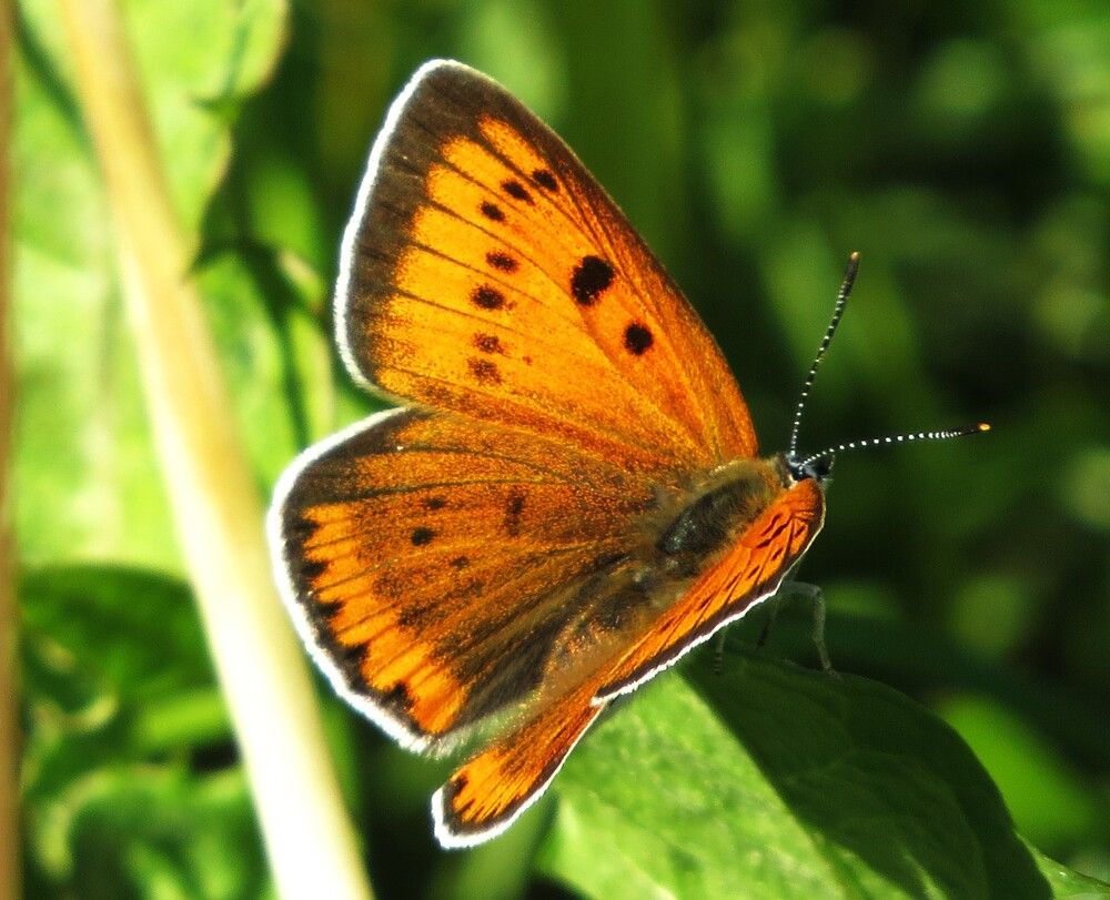 Photograph by Лариса Басова