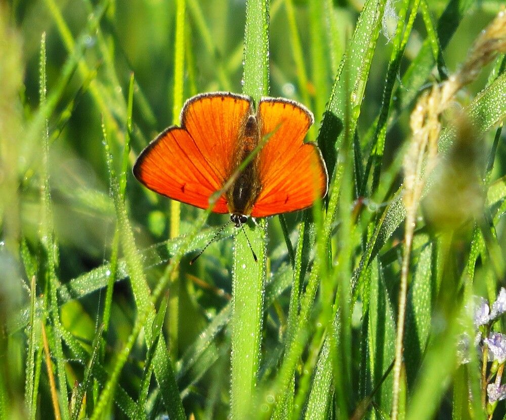 Photograph by Лариса Басова