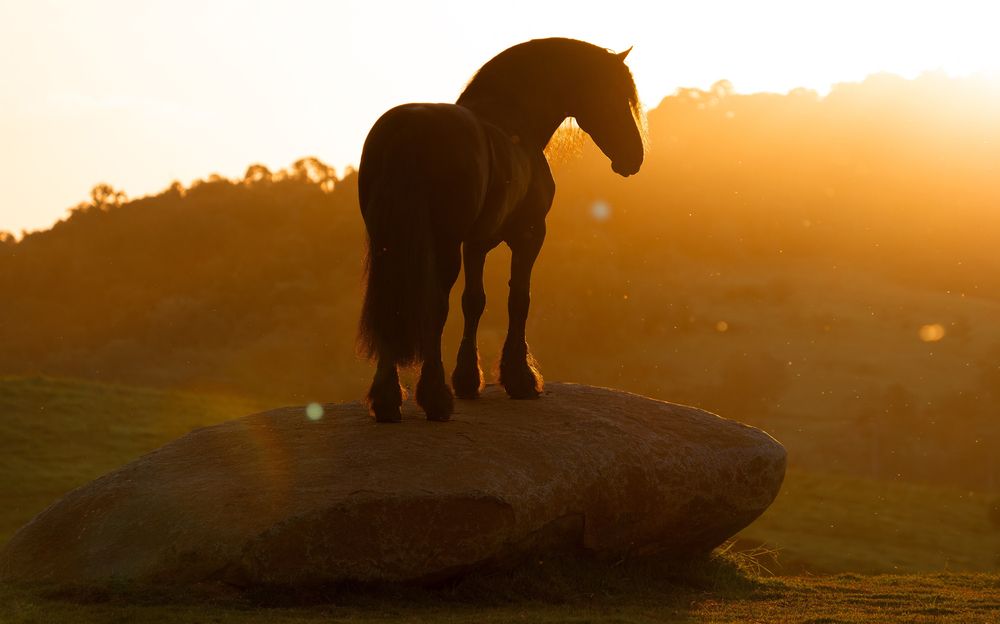 Photograph by Tony Mendes