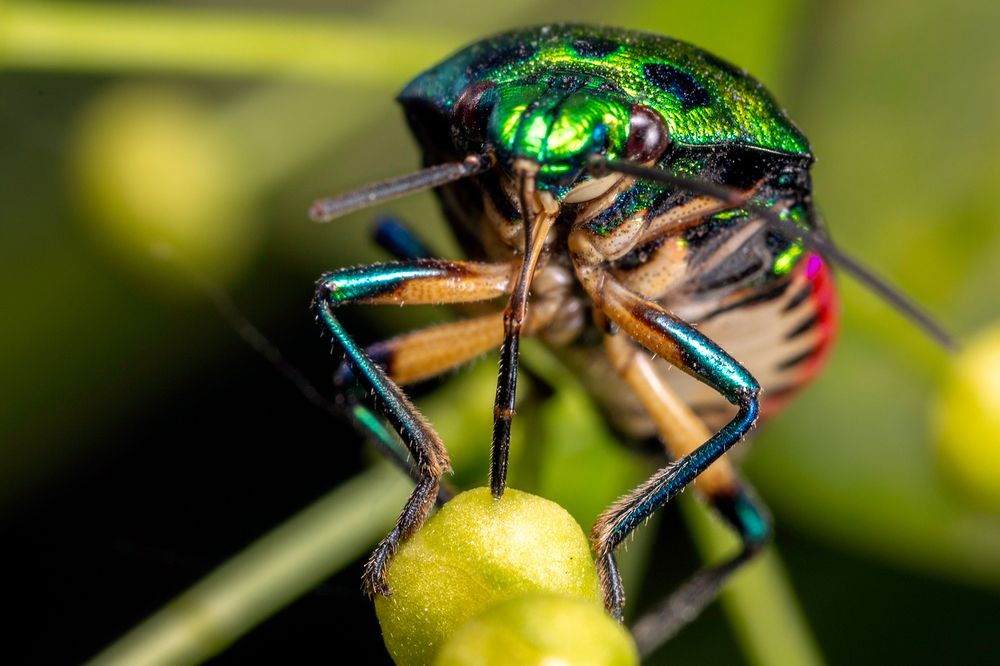 Photograph by Sumon Das