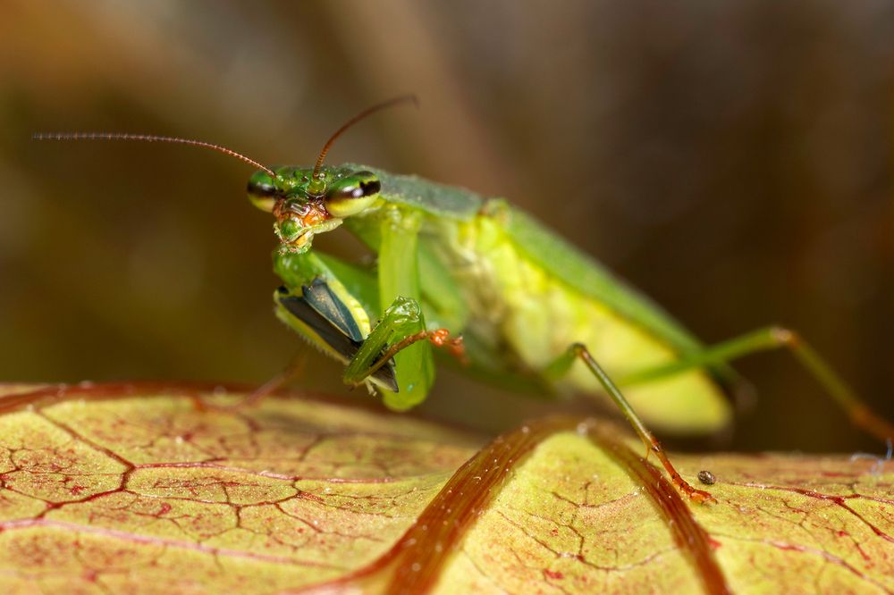 Photograph by Sumon Das