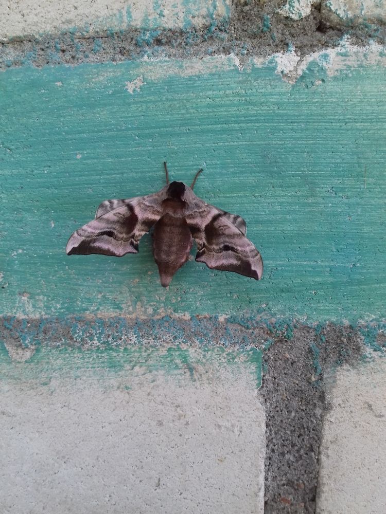 Photograph by Екатерина Познякова