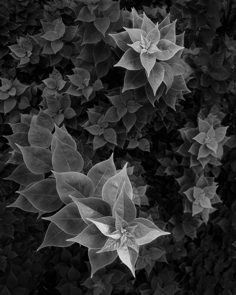 Photograph by Ly Tu Ngan