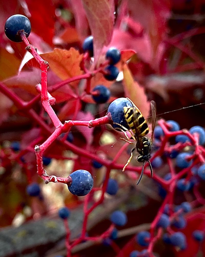 Фотография автора Ольга Каминская