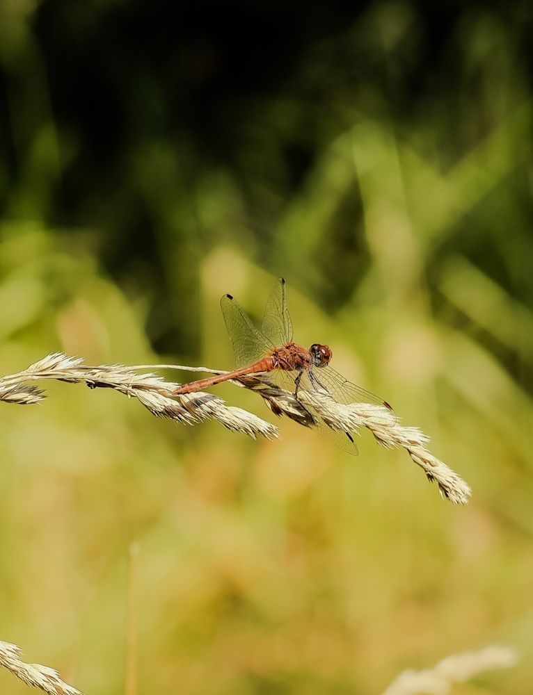 Photograph by Елена Квасова