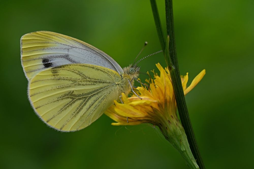 Photograph by Алексей Гордеев