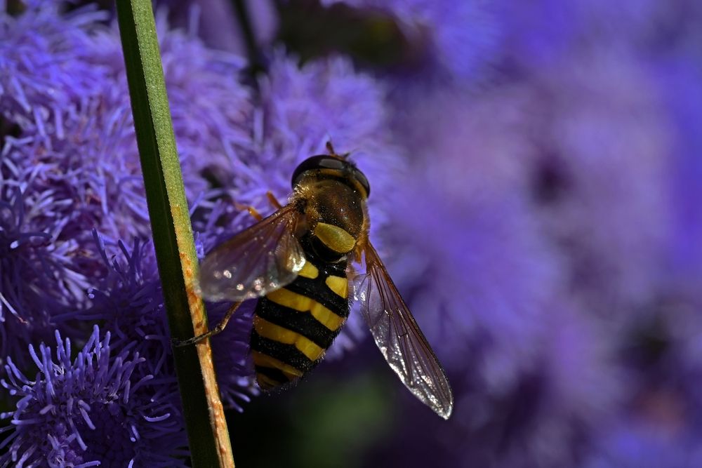 Photograph by Алексей Гордеев