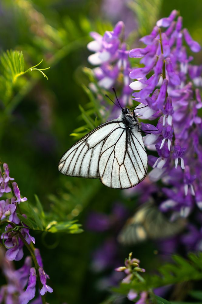 Затаилась в тени