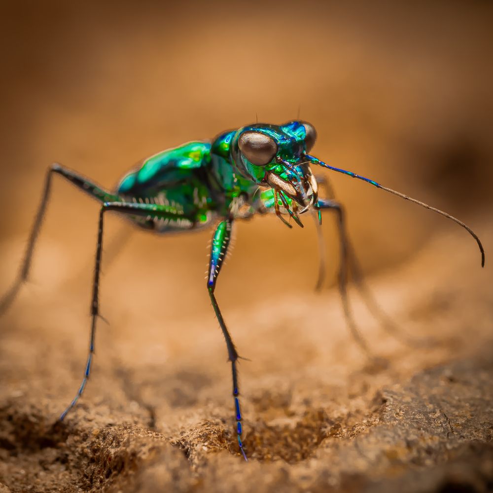 Фотография автора Tiger King