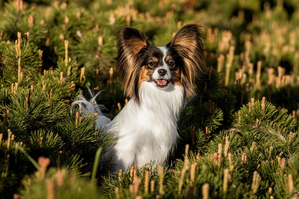 Photograph by Алина Дудорова